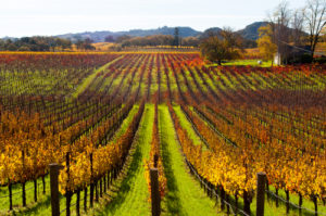 Sonoma vineyard in the fall