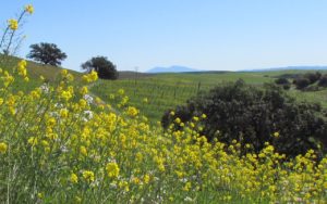 Sustainable Tours, Wine Country