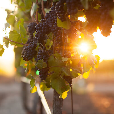 Dark grapes hanging from vine with sun shining through leaves