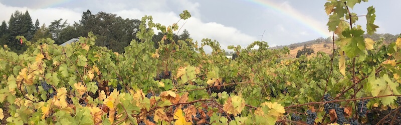 Rainbow Vineyard