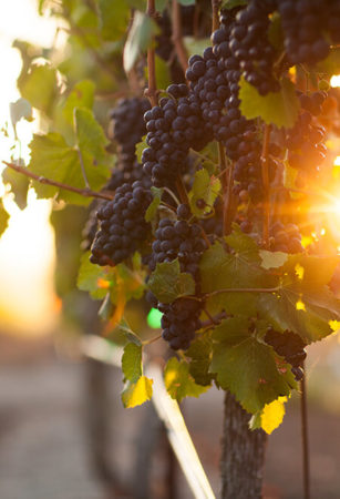 Hanging grapes with sun shining through leaves