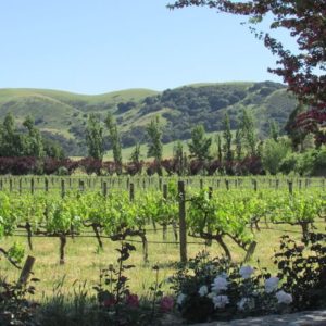 vineyard with hills in background