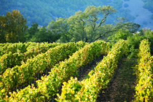 green vines of vineyard