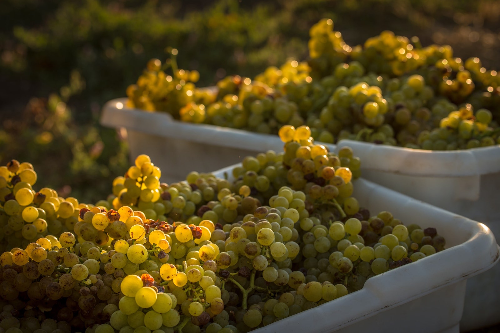 White Wine Grapes Napa Valley