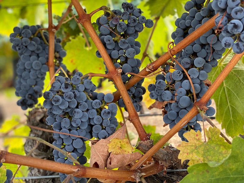 Ripe wine grapes during a Napa Valley getaway