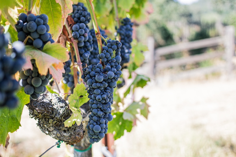 Discovering wine grapes on a visit from San Francisco to Napa Valley