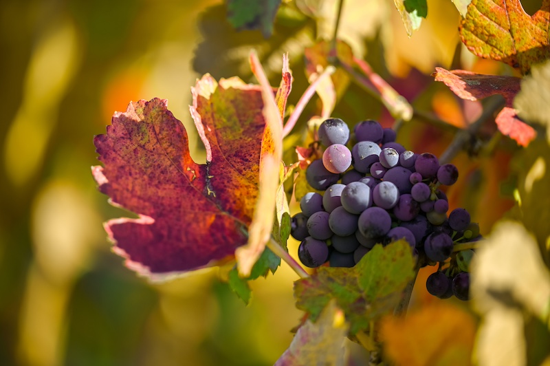 Wine Grapes in Autumn
